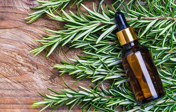 تصویر 5 از قیمت خرید اسانس گیاه رزماری + فروش ویژه
